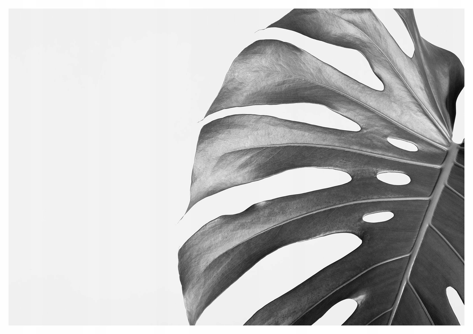 Fototapeta Monstera listy vinyl 416x254 Tropický minimalismus příroda lepidlo