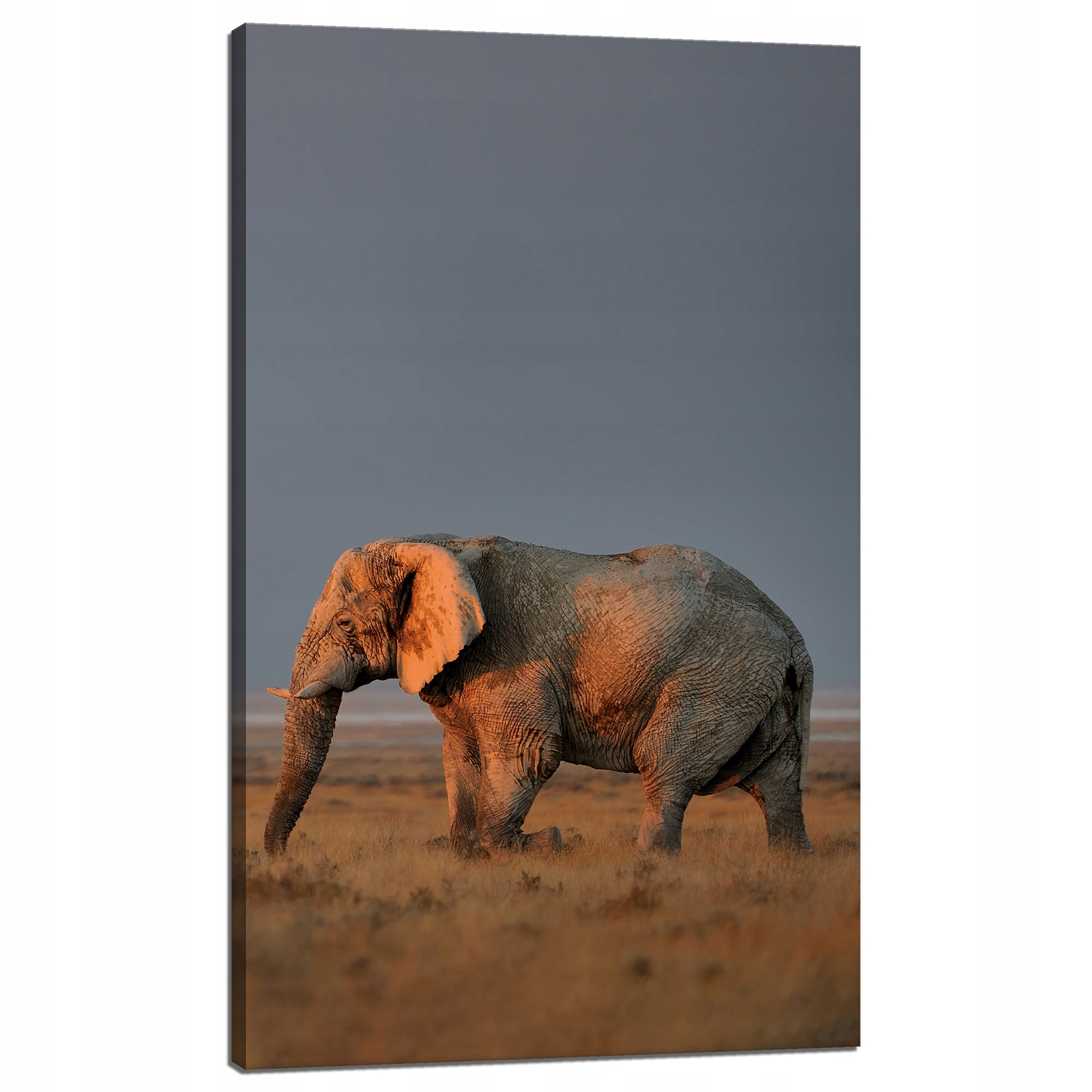 Obraz na plátně Slon Savana Afrika Nebe Tráva 60x100 cm