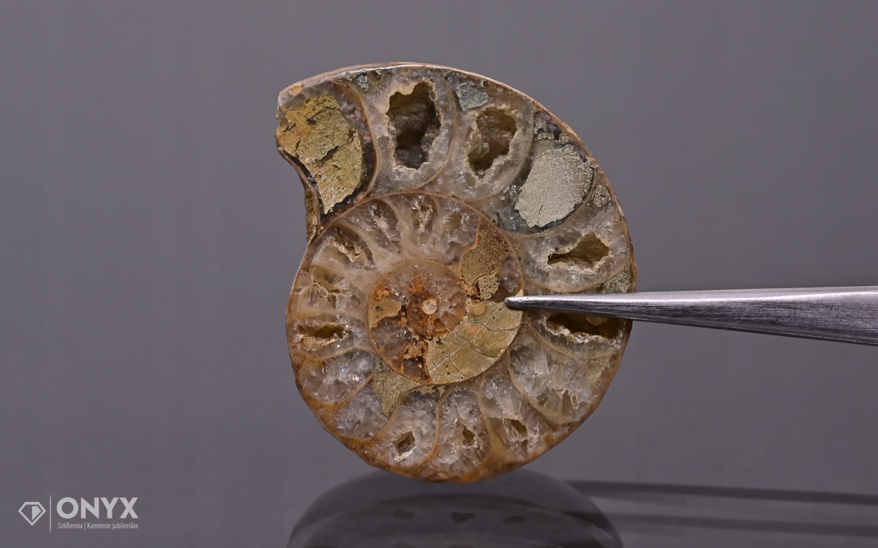 Amonit z Madagaskaru nepravidelný 39x32 mm