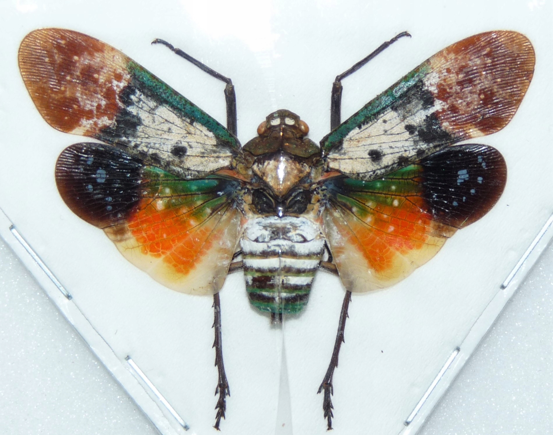 Penthicodes farinosa borneo 50mm