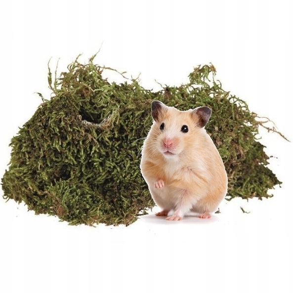 

Mech Dla Naturalnych Warunków Dla Chomika 200G