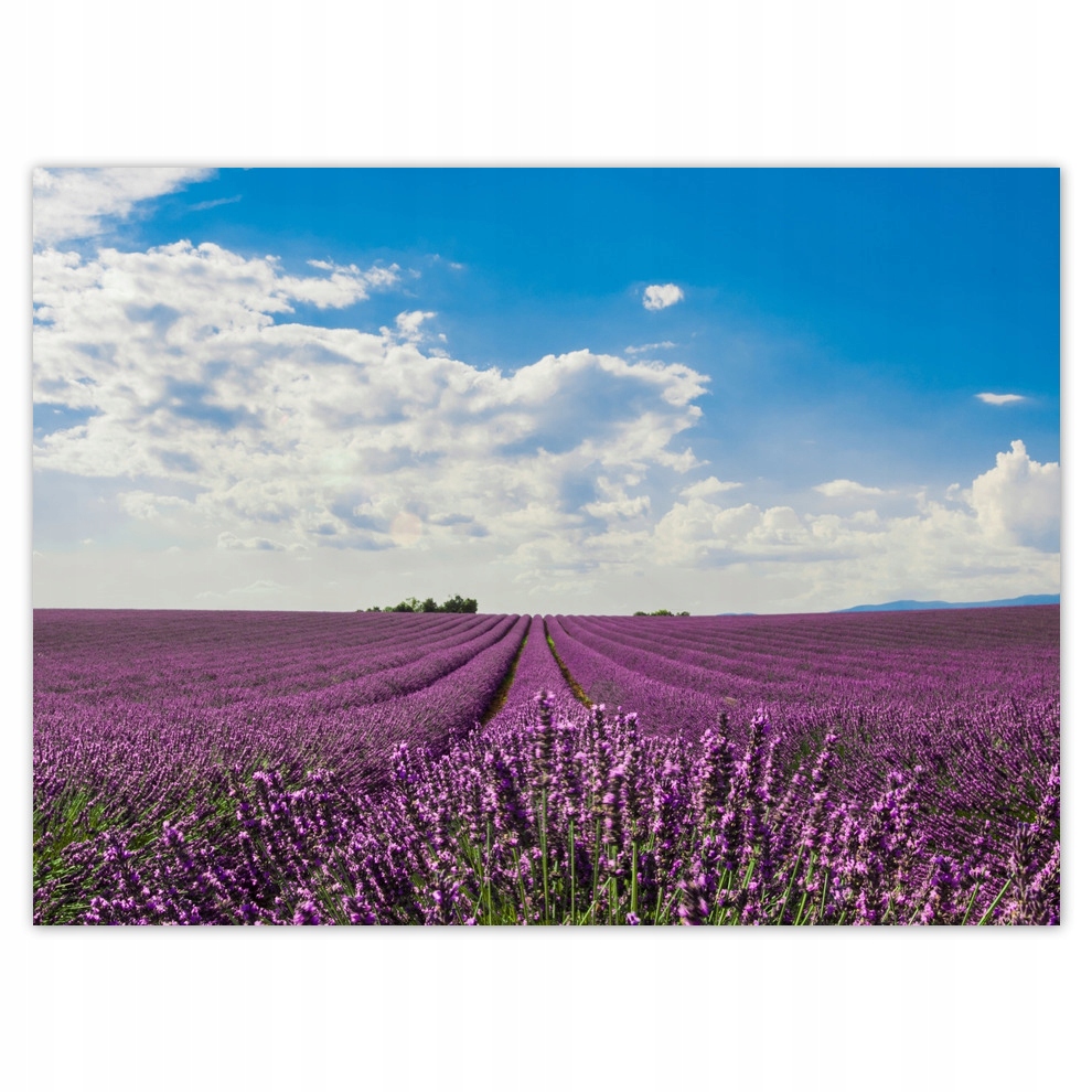 

Plakaty 135x100 Pole lawendy Lawenda