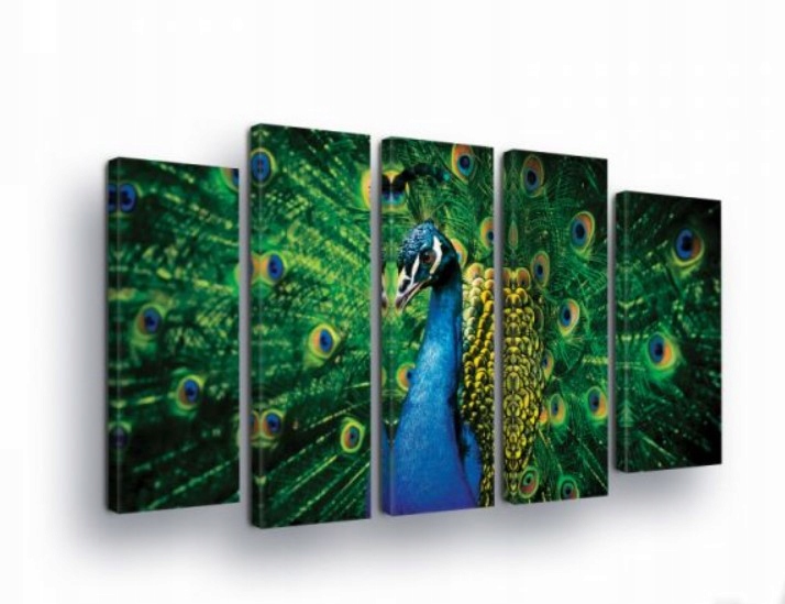 Obraz 150x100 Páv pávie pero jasné farby exotika vták príroda luxus