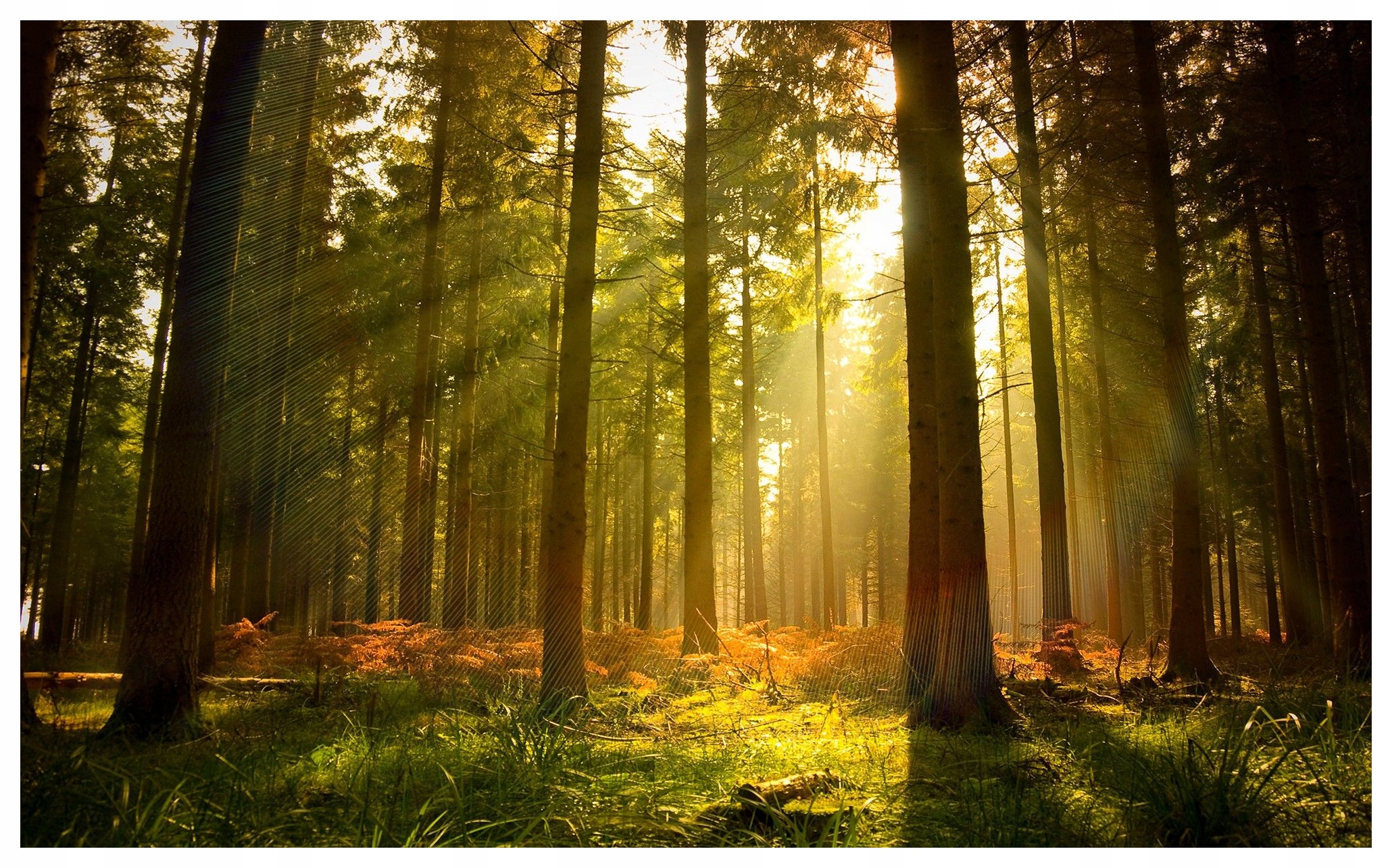 Fototapeta Sluneční les Příroda v domě lesní krajina 416x254 lepidlo