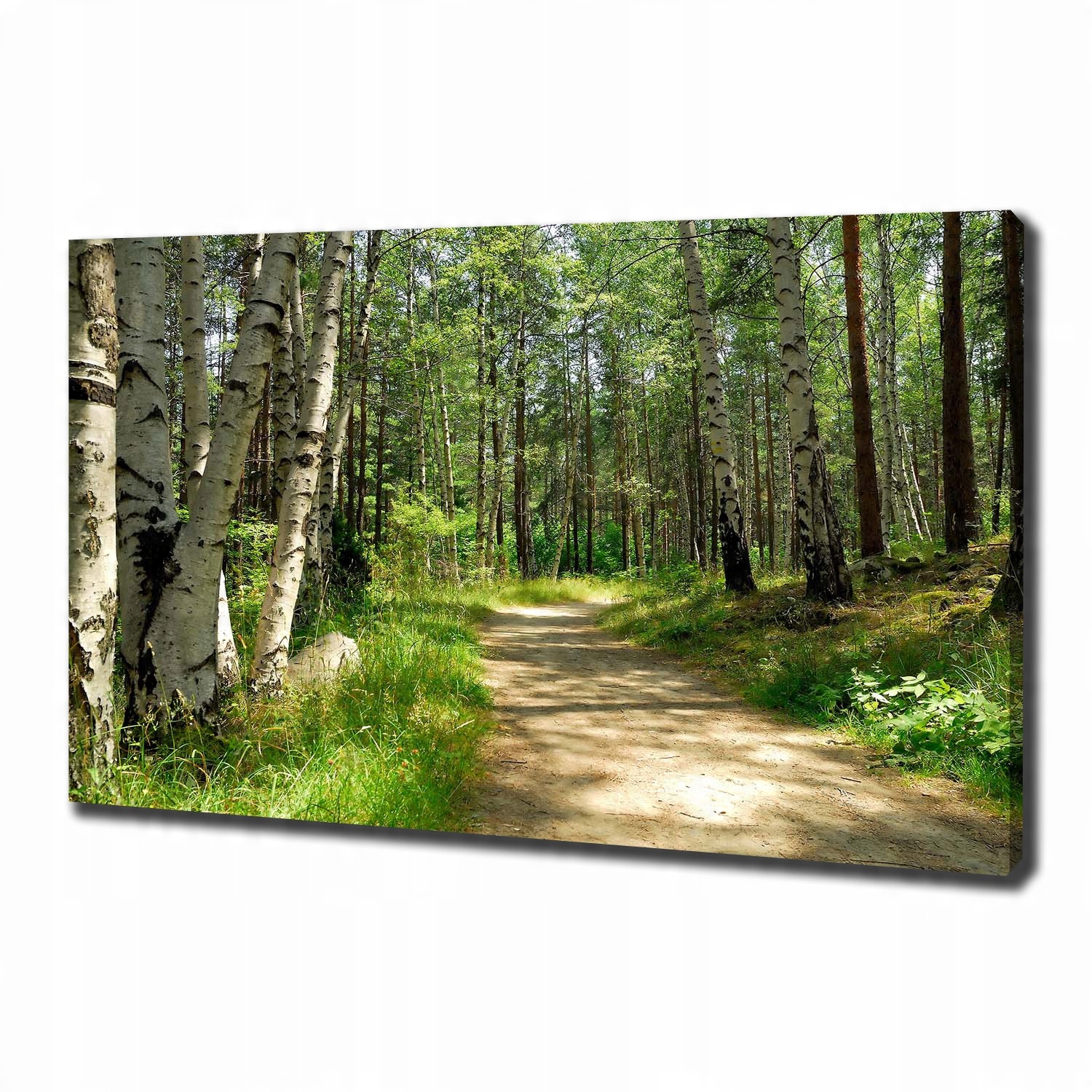 

Foto obraz na płótnie Ścieżka w lesie 100x70 cm