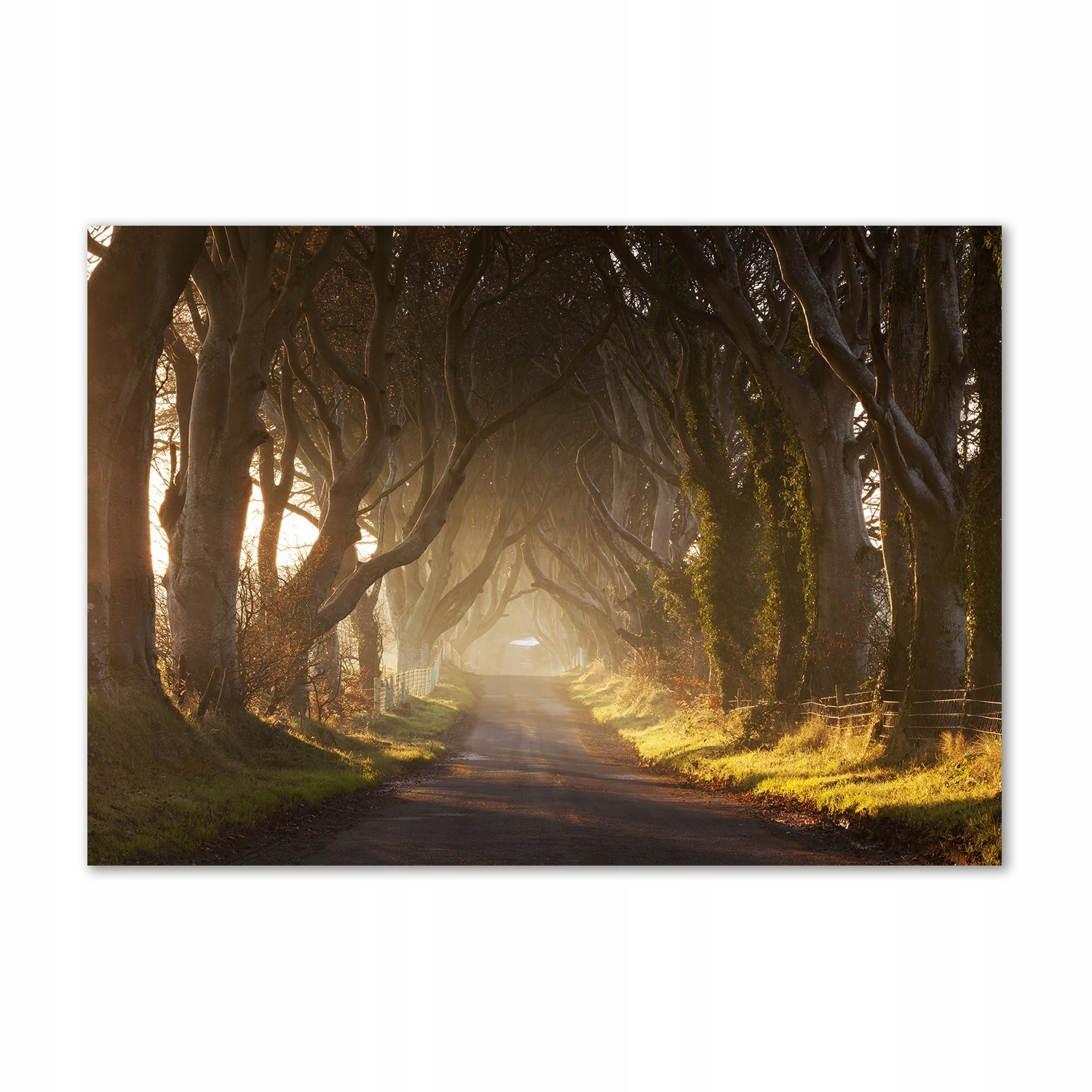 

Foto obraz szkło hartowane Mgła w lesie 100x70