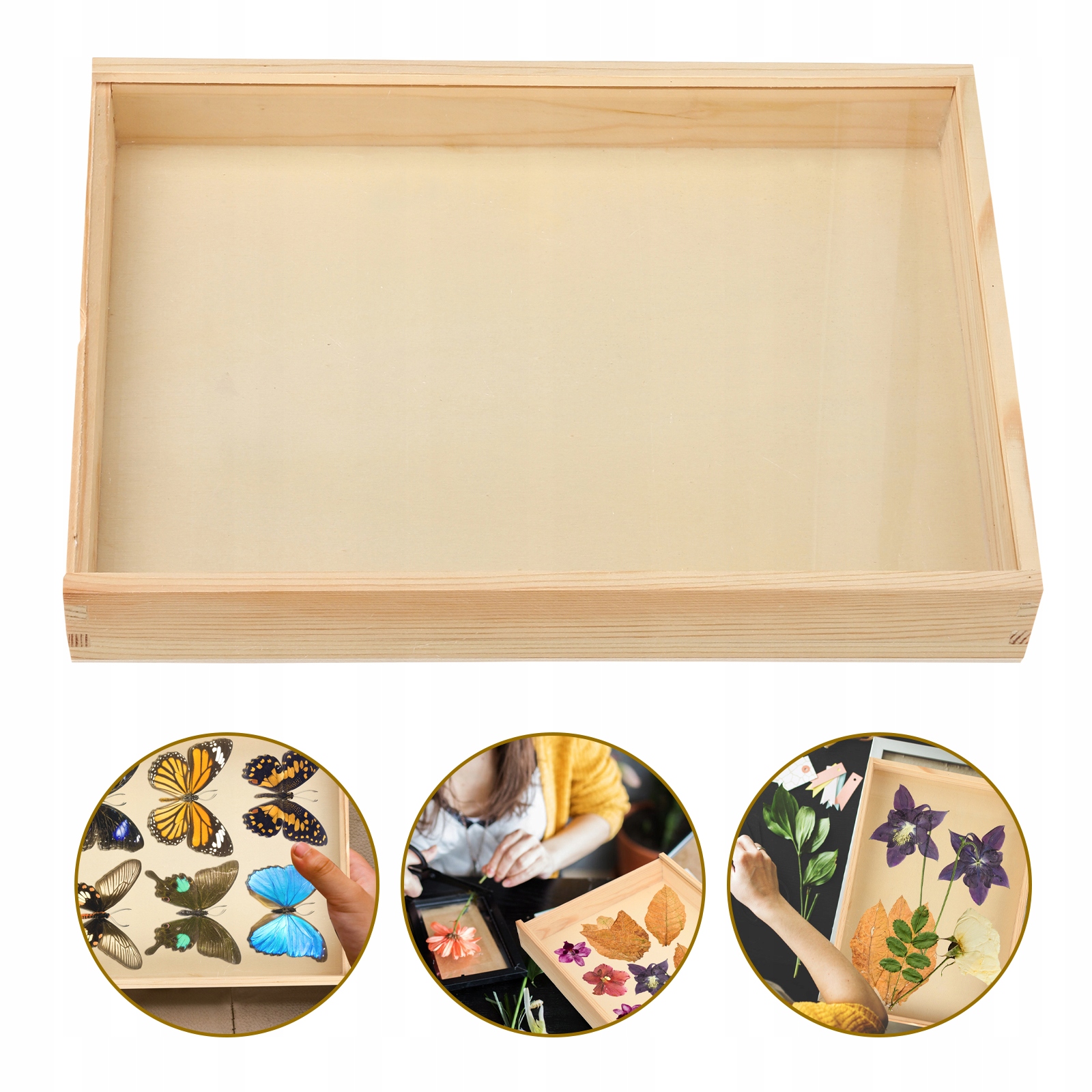 Gablota Shadow Szafka ścienna Próbka owada Marka bez marki