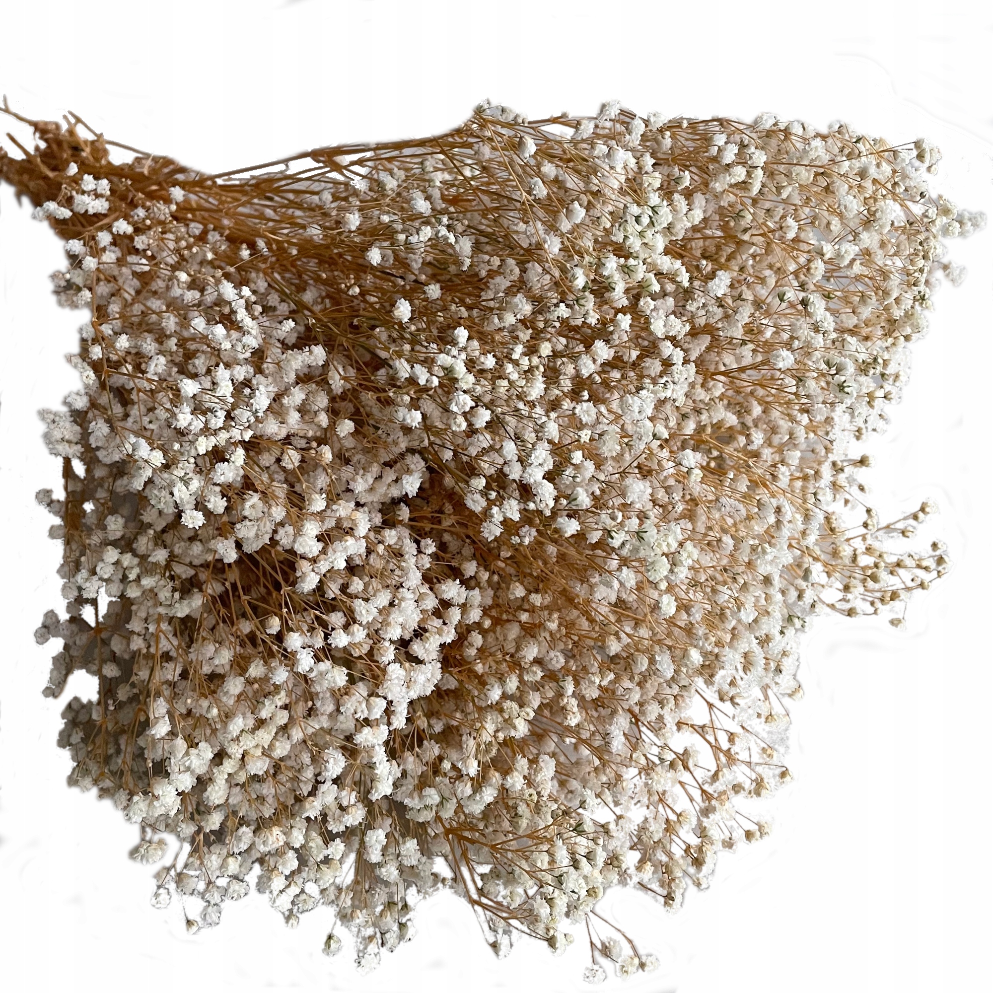 Sádrosť stabilizovaná (Gypsophila) - krémová