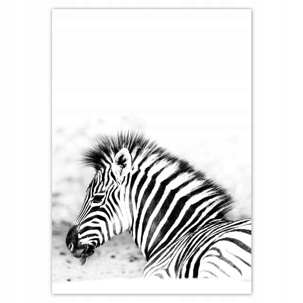 

Naklejki 70x100 Zebra Paski
