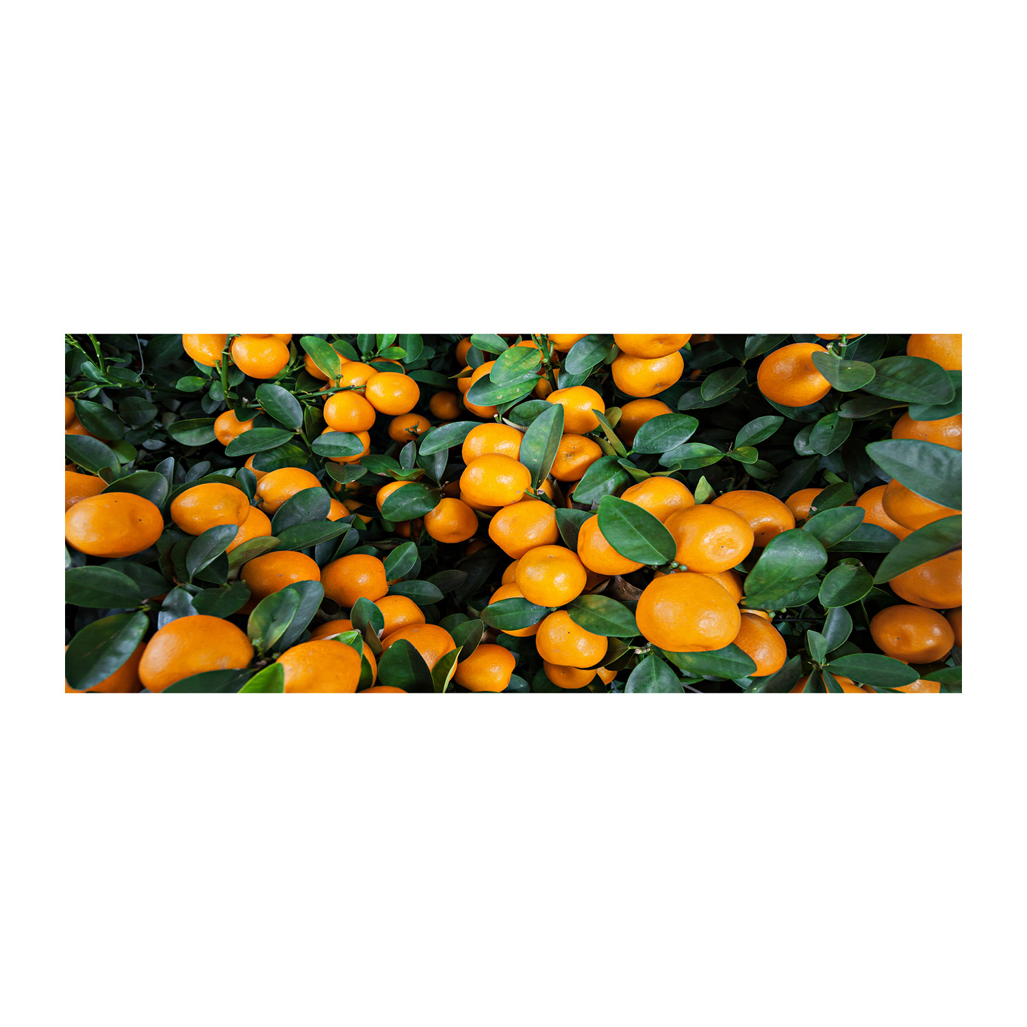 

Foto obraz akryl nowoczesny Mandarynki 125x50 cm