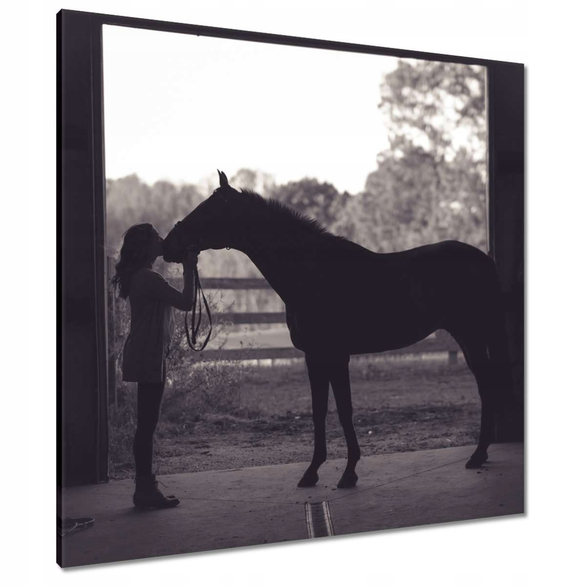 Obrazy 80x80 Kůň Jezdectví