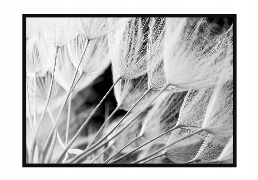 

Obraz Plakat W Ramie 43x33 cm Dmuchawce P914