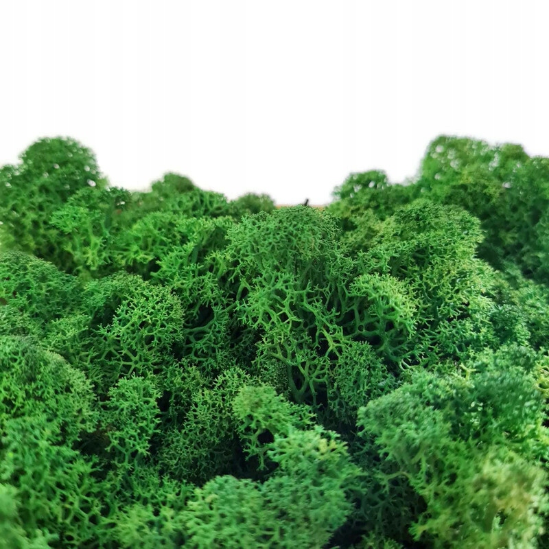 Mech Reniferowy Chrobotek Zielony 40G NETTO HIT!