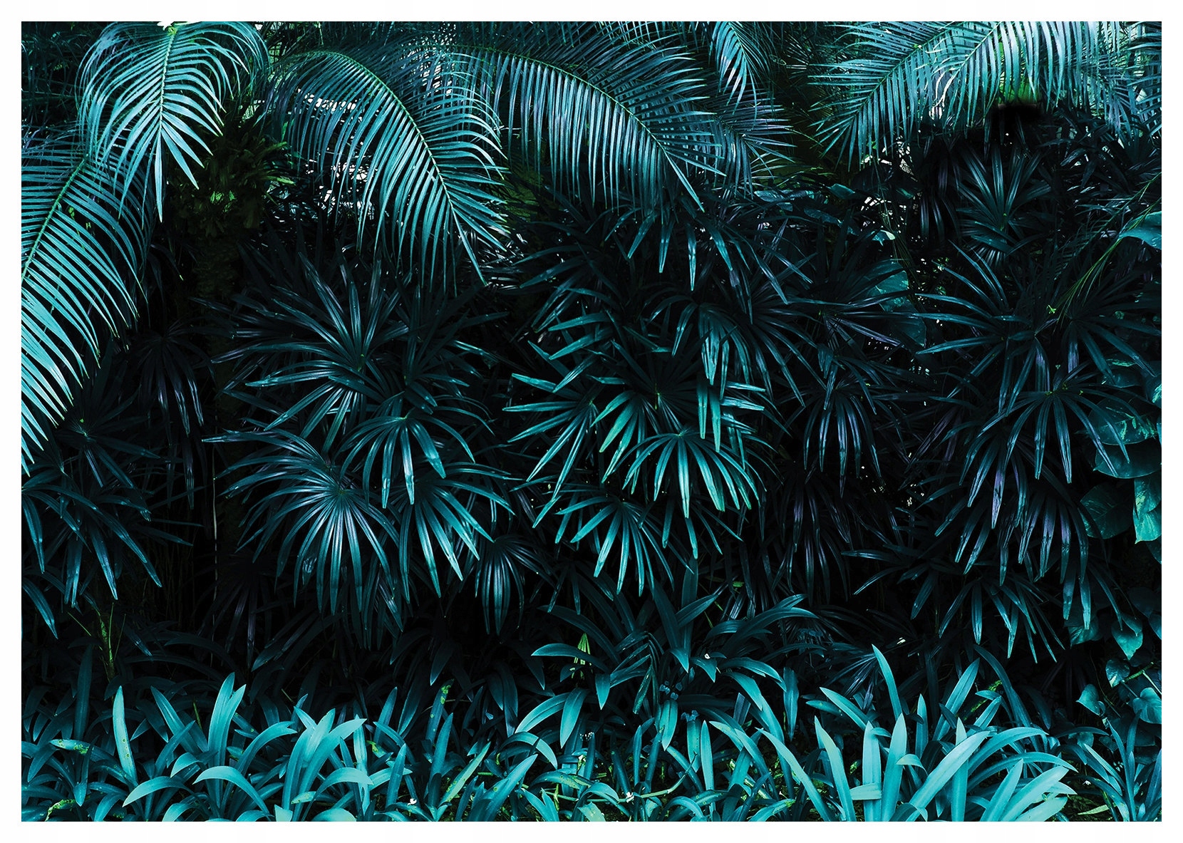 Fototapeta Tropické listy Džungle vinylová 368x254 Tropický ráj lepidlo