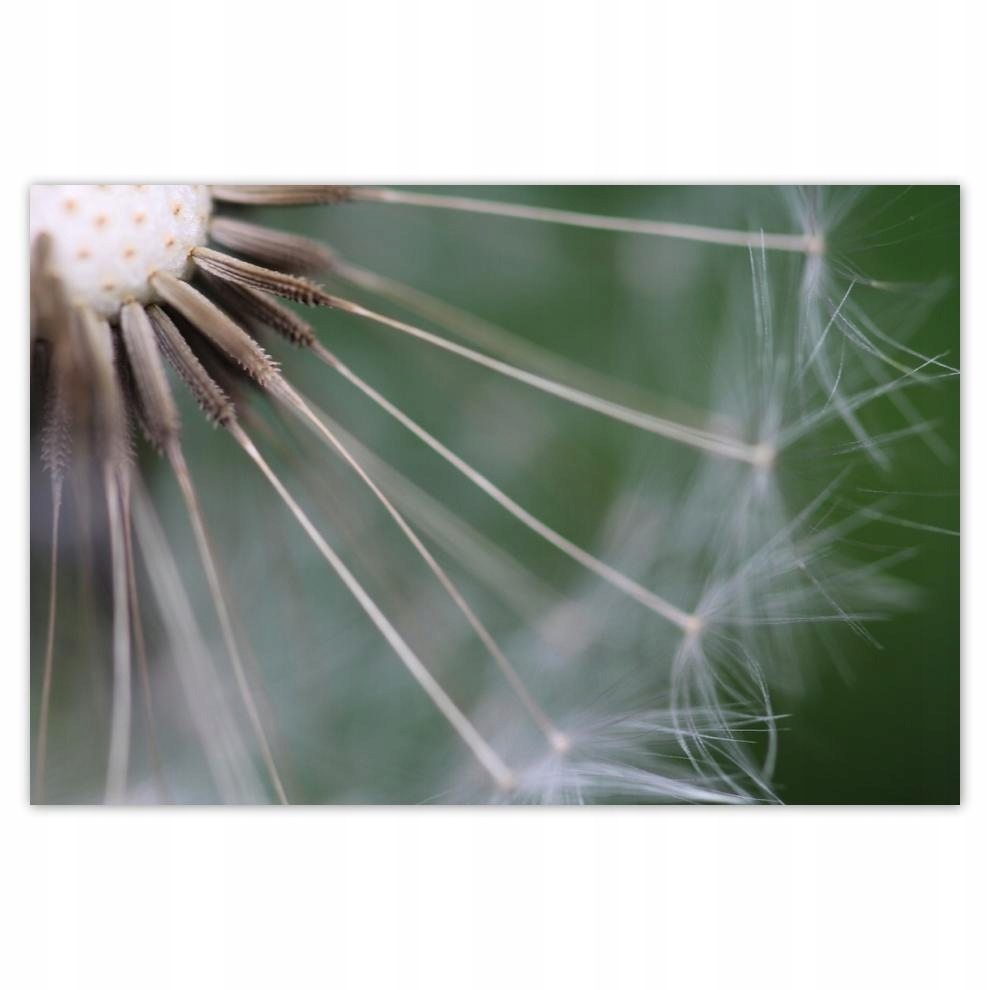 

Plakat 93x62 Dmuchawiec Kwiat Kwiatki