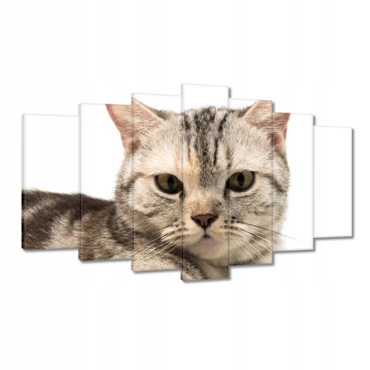 Obrazy 140x80 Kočka Kočky Kočka