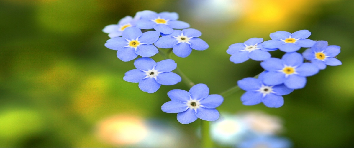 

Tapeta Flizelinowa Niezapominajki Serce - 250x104