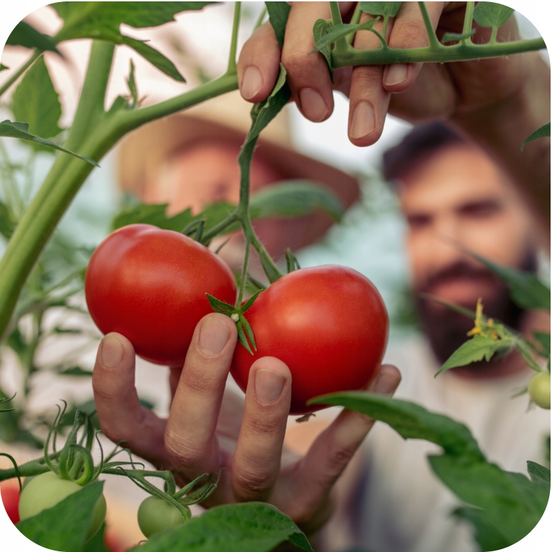 ДОБРИВО ДЛЯ САДОВИХ РОСЛИН MAGIC POWER GARDEN SUBSTRAL 300 Г Вага 0,3 кг