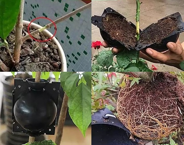 KULE DO UKORZENIANIA ROZMNAŻANIA ROŚLIN OGRÓD x10 Kod producenta OG 40001