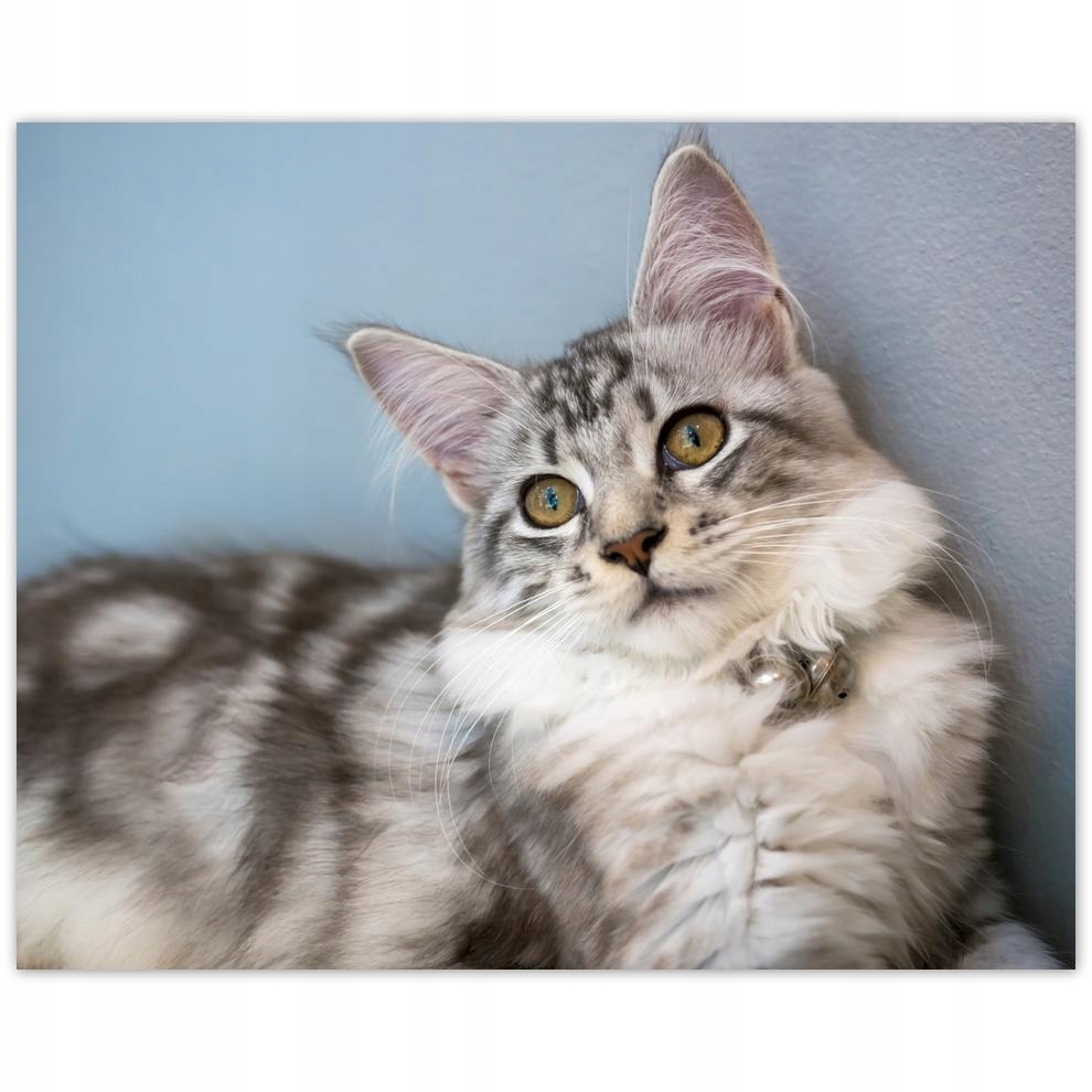 

Plakat 50x40 Kotek Kotki Koty Kicia