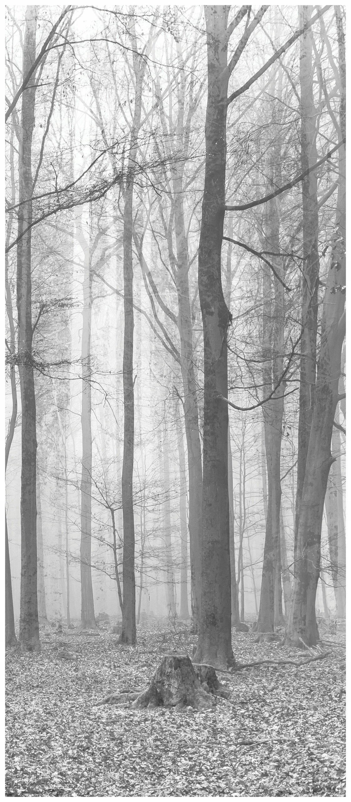 Samolepka Fototapeta Mlžný les Tajemná hlubina podzimu a zimy 91x211