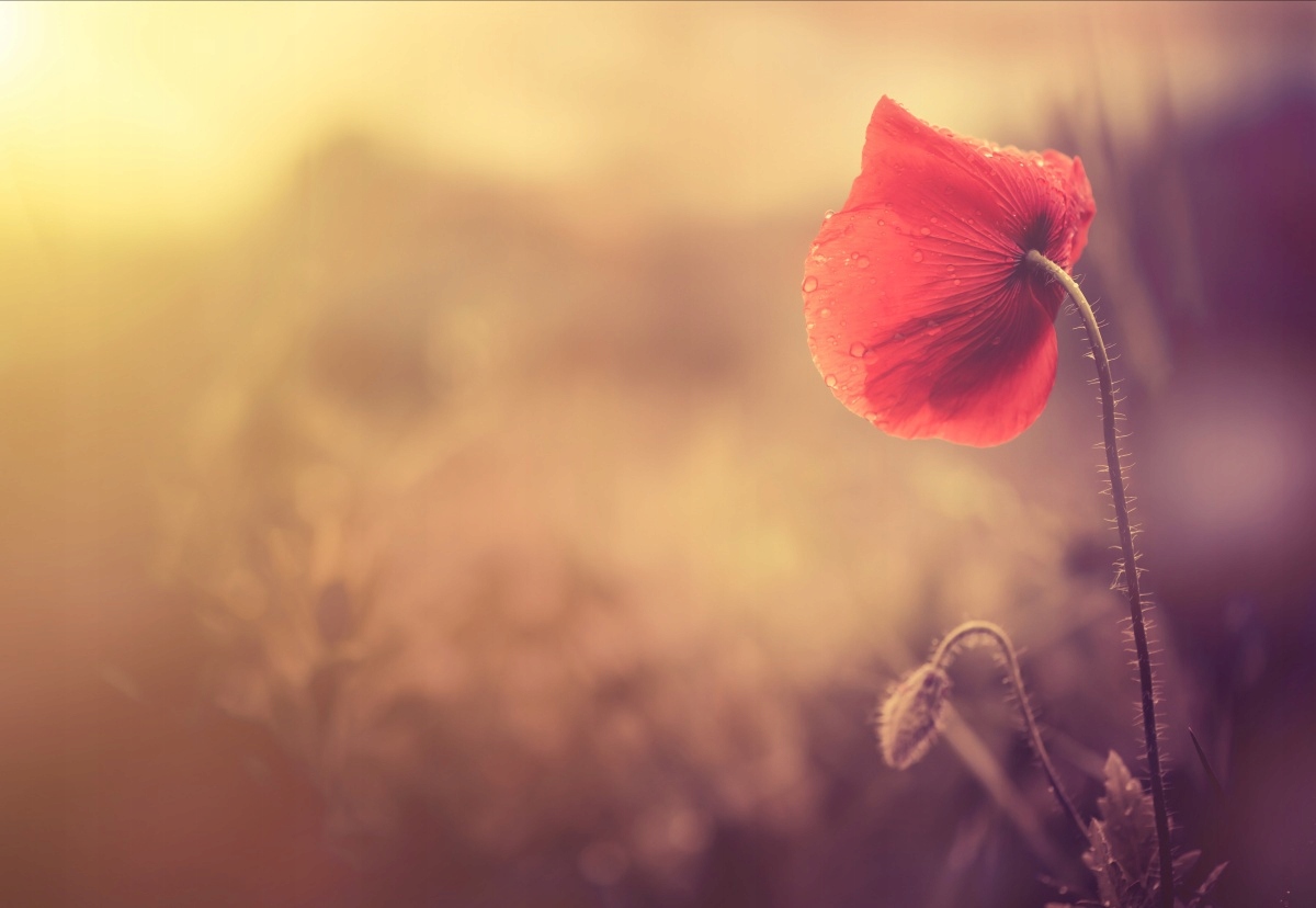 

Tapeta flizelinowa Kwiat maku 152x104