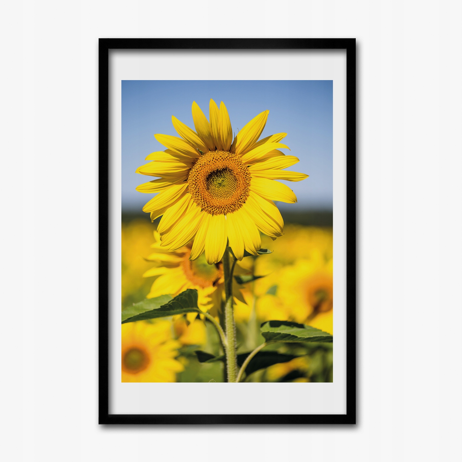 Obraz v rámu na zeď Slunečnice pole 40x60 cm
