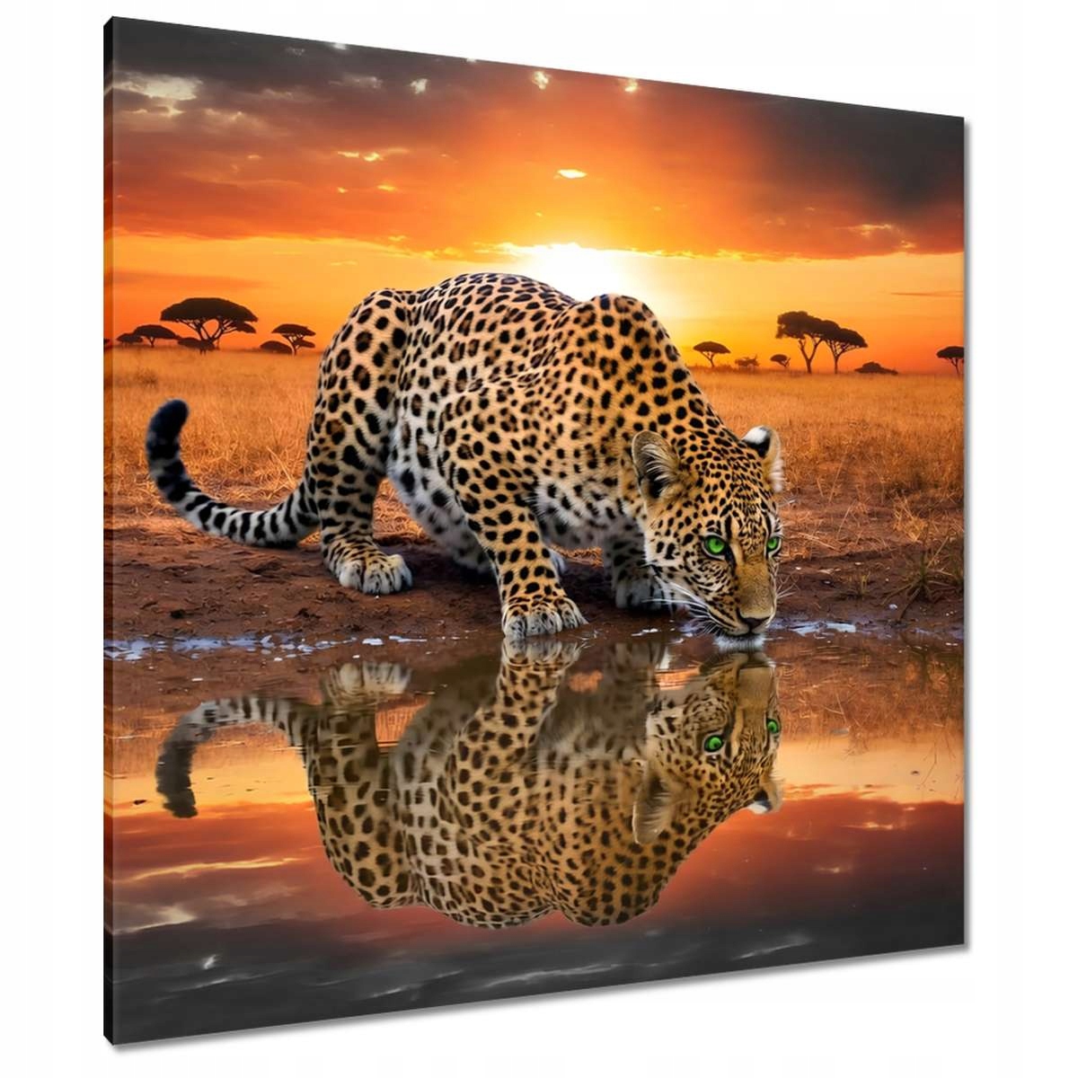 Obrazy 90x90 Na Zeď Gepard Tygr Jaguar