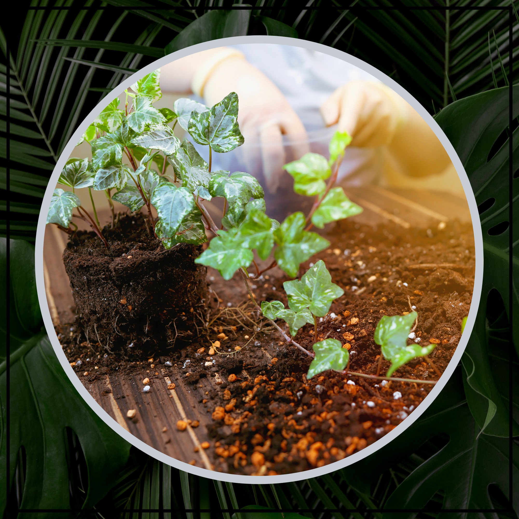 PODPÓRKA DO KWIATÓW KOŁO OBRĘCZ PERGOLA 29 cm Rodzaj drabinka