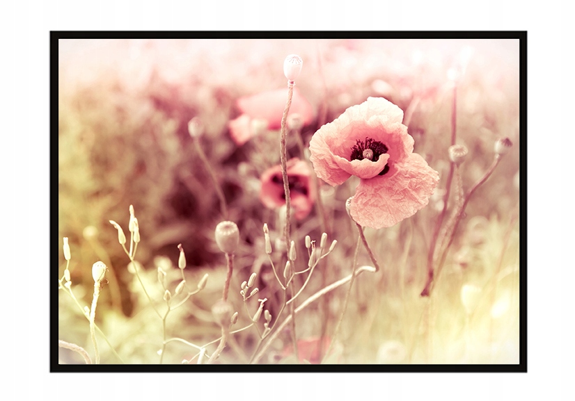 

Obraz Plakat W Ramie 53x73 cm Kwiaty P1222