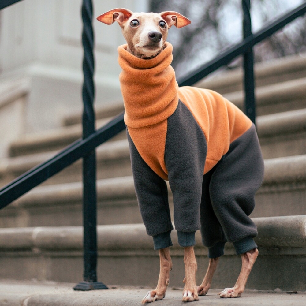 Levně Oblečení pro italského chrtíka – Premium kombinéza