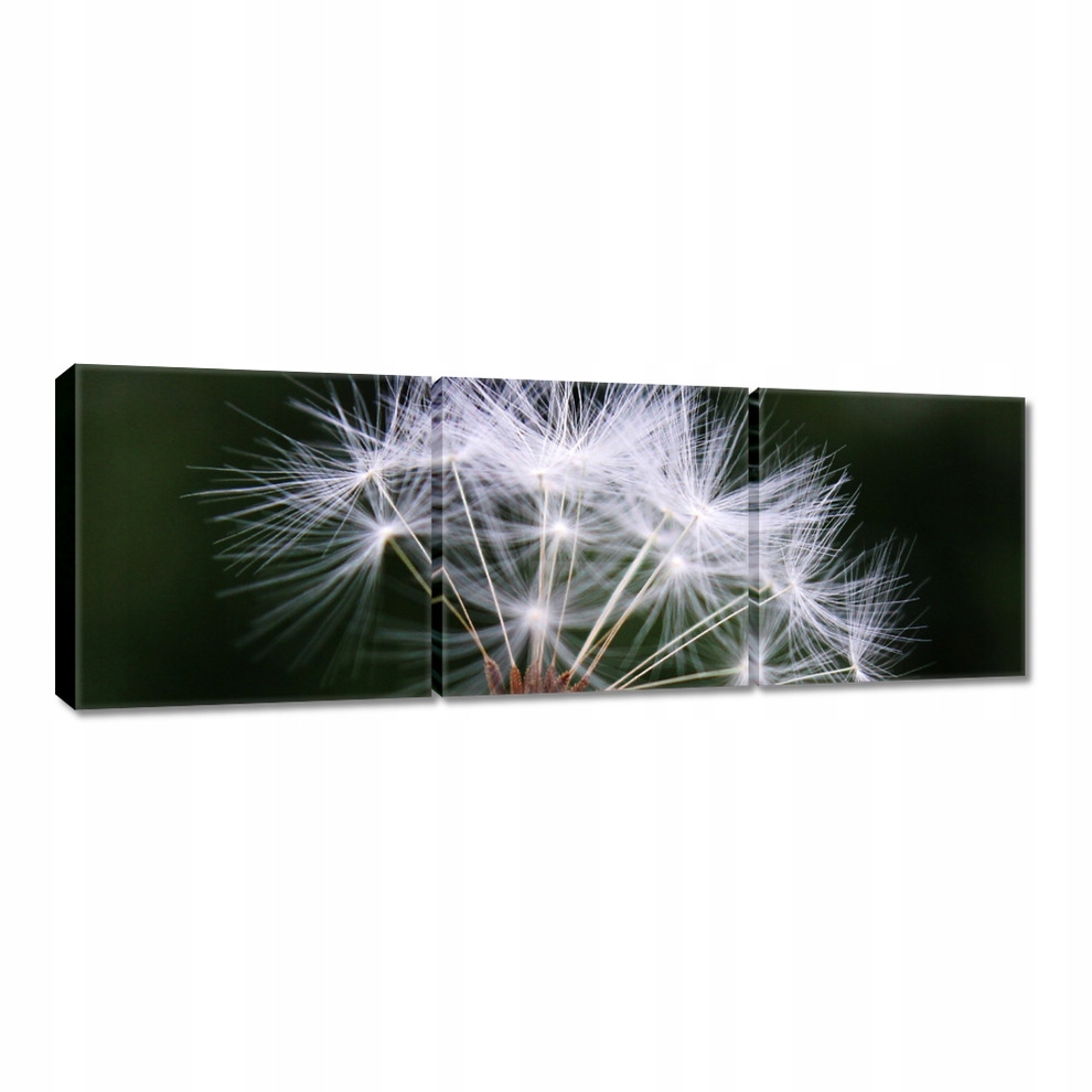 

Obrazy 60x20 Dmuchawiec Kwiat Kwiatki