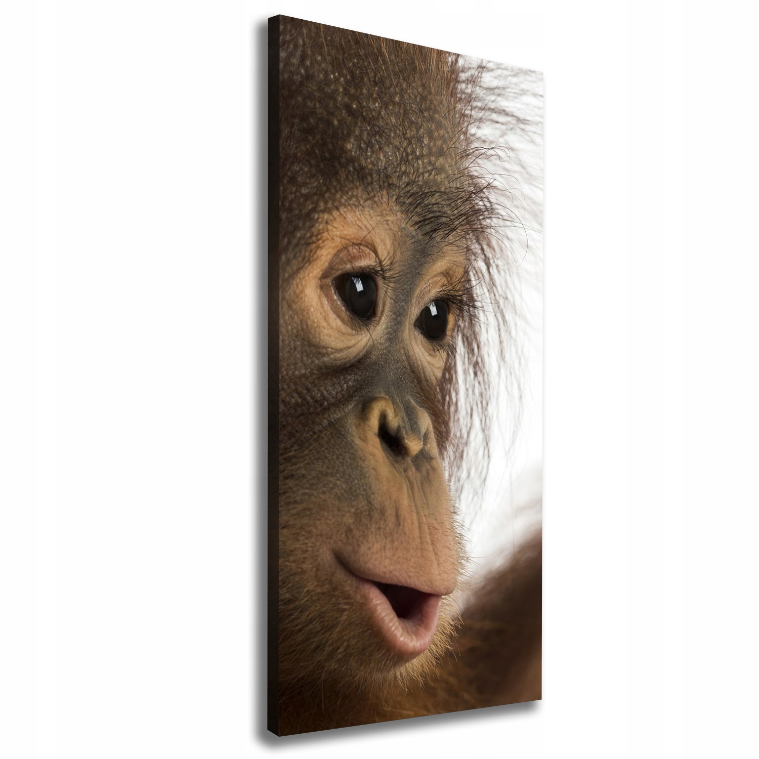 

Foto obraz na płótnie Młody orangutan 50x125 cm