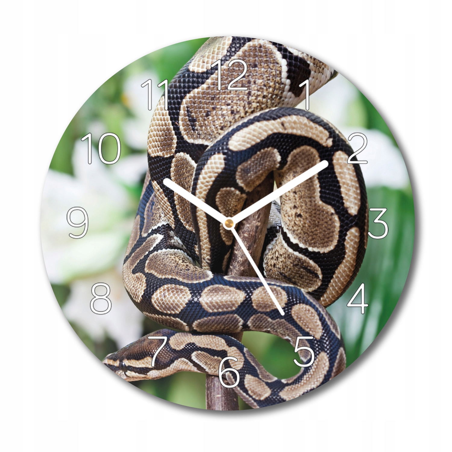 

Pyton królewski gad z grafiką zegar szklany fi 30