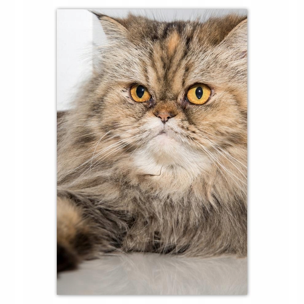 

Plakat 62x93 Kot Kotek Koty Kicia