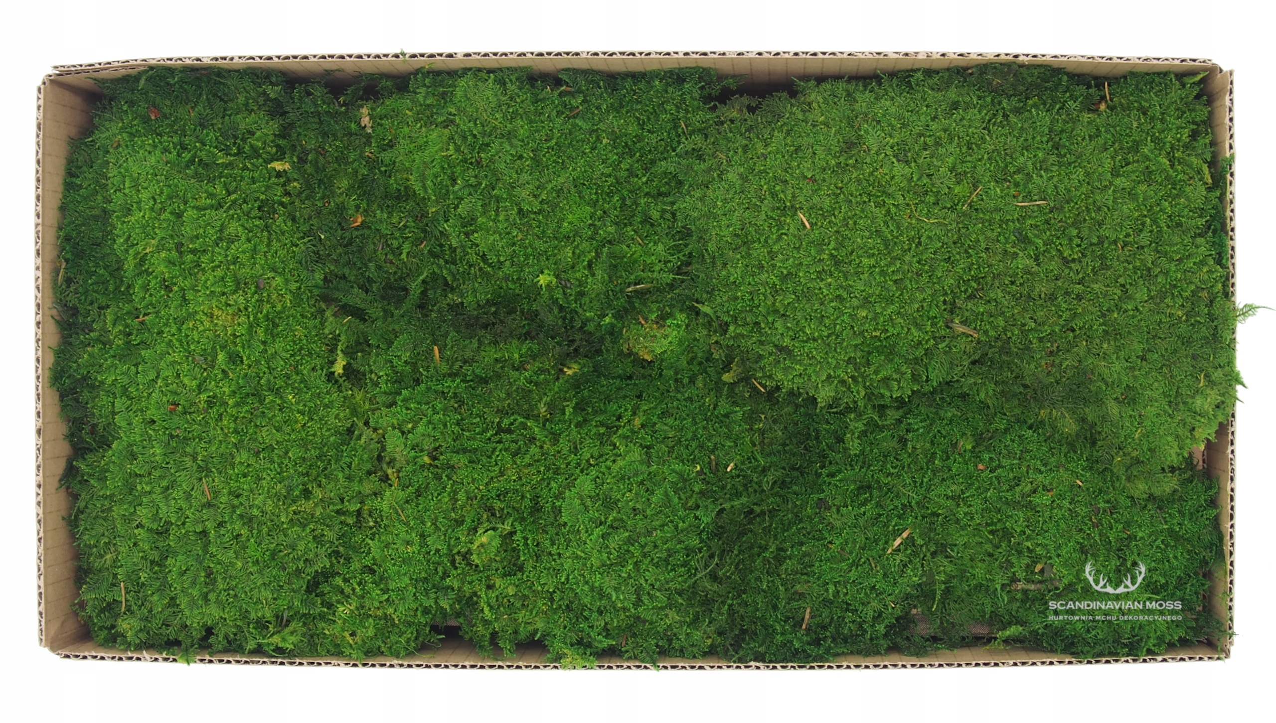 Mech Płaski Trawiasty Jasna Zieleń 100g NETTO