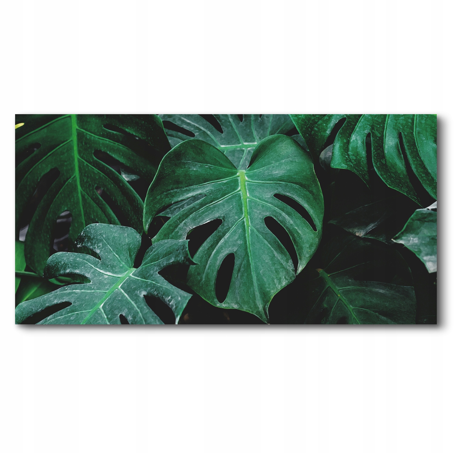 

Obrazy drukowane canvas monstera liść rosa 140x70