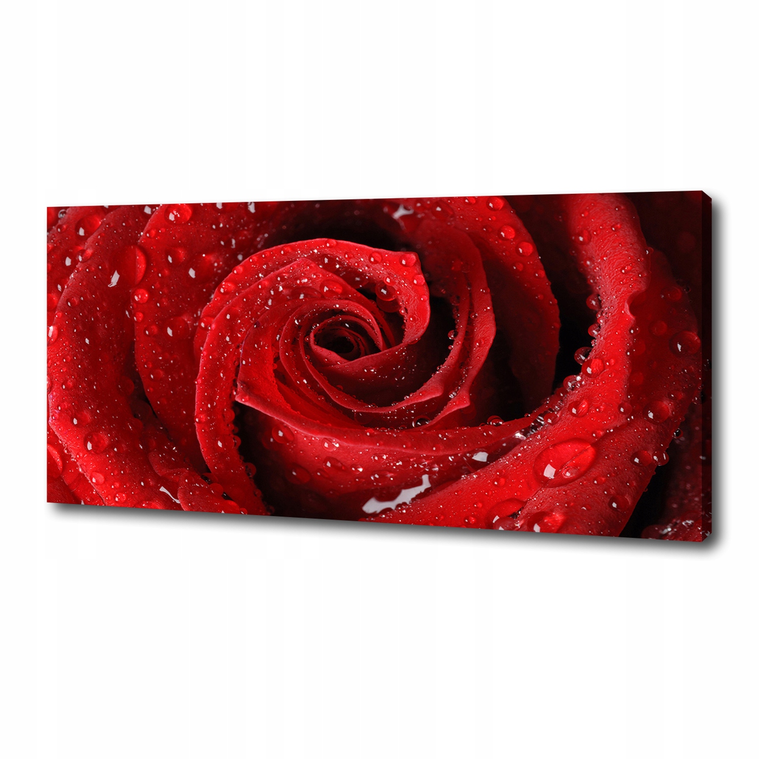 

Foto obraz na płótnie Krople na róży 125x50 cm