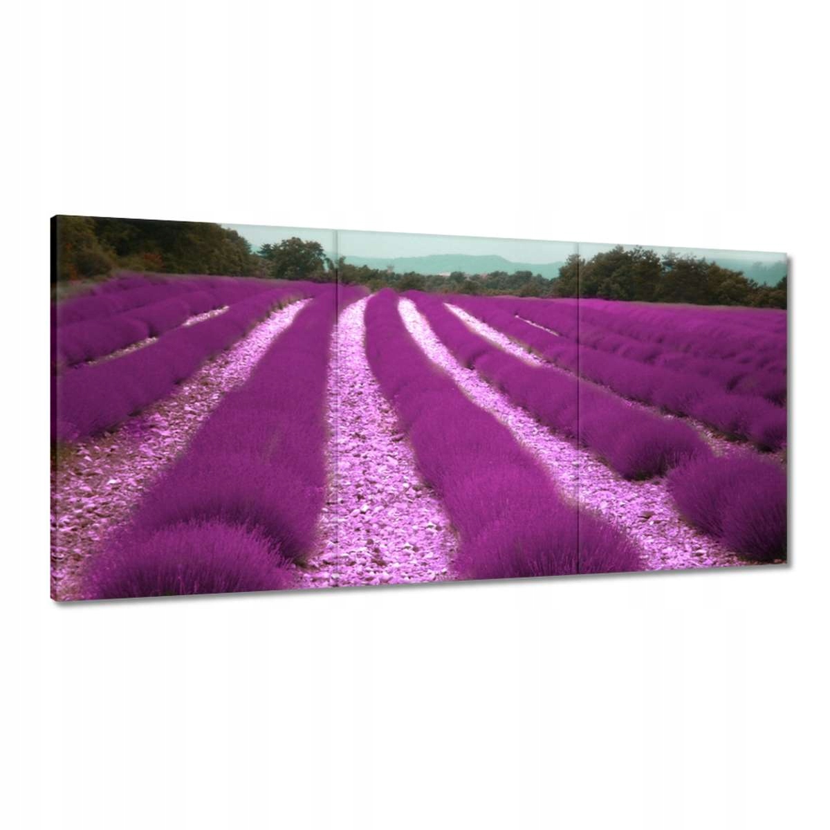 Obrazy 180x90 Pole levandule