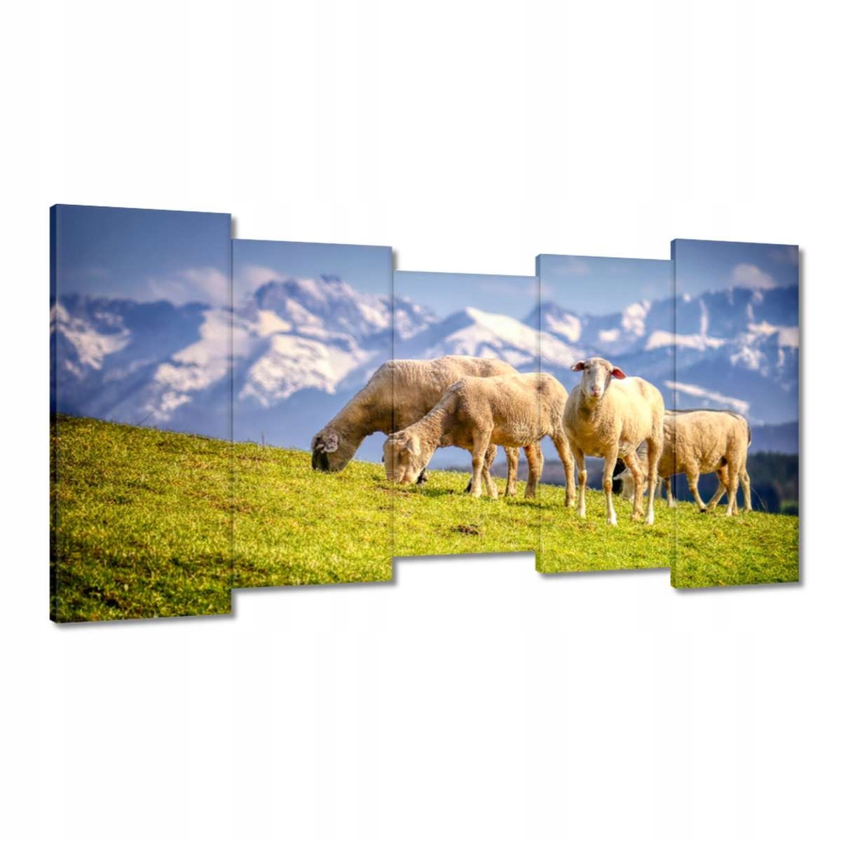 Obrazy 150x80 Vypasování ovcí Ovečky Ovce