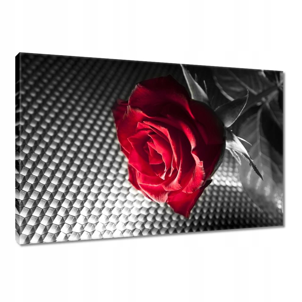

Obrazy 120x80 Róża dla kobiety