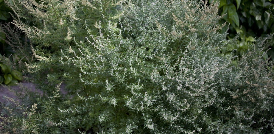 ROUNDUP RANDAP BAYER 1L + AGROSAR 1L CIECH NA CHWASTY na bazie glifosatu Rodzaj środka inny
