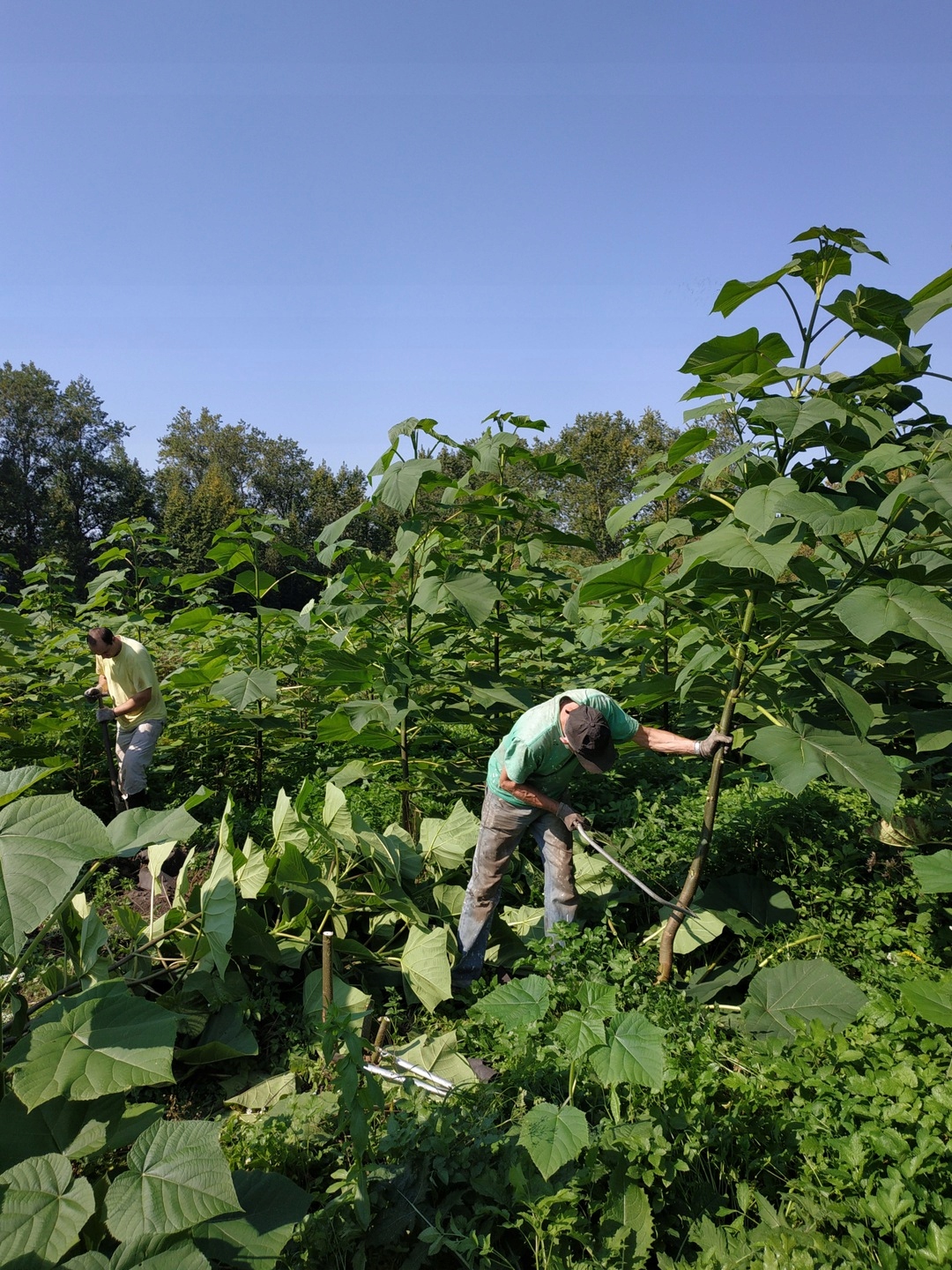 KARPY małe Paulownia Oxytree Drzewo Tlenowe Gwarancja