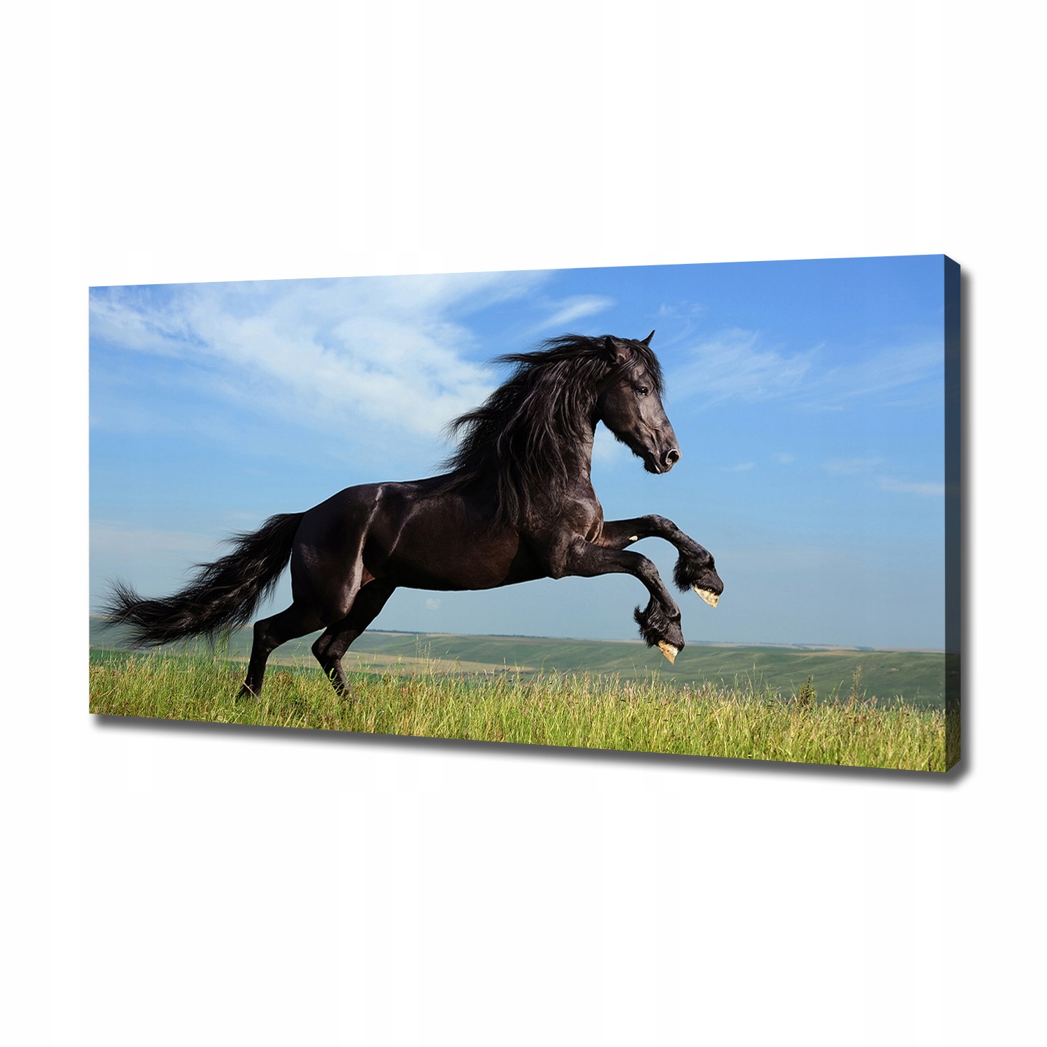

Foto obraz na płótnie Czarny koń na łące 120x60 cm