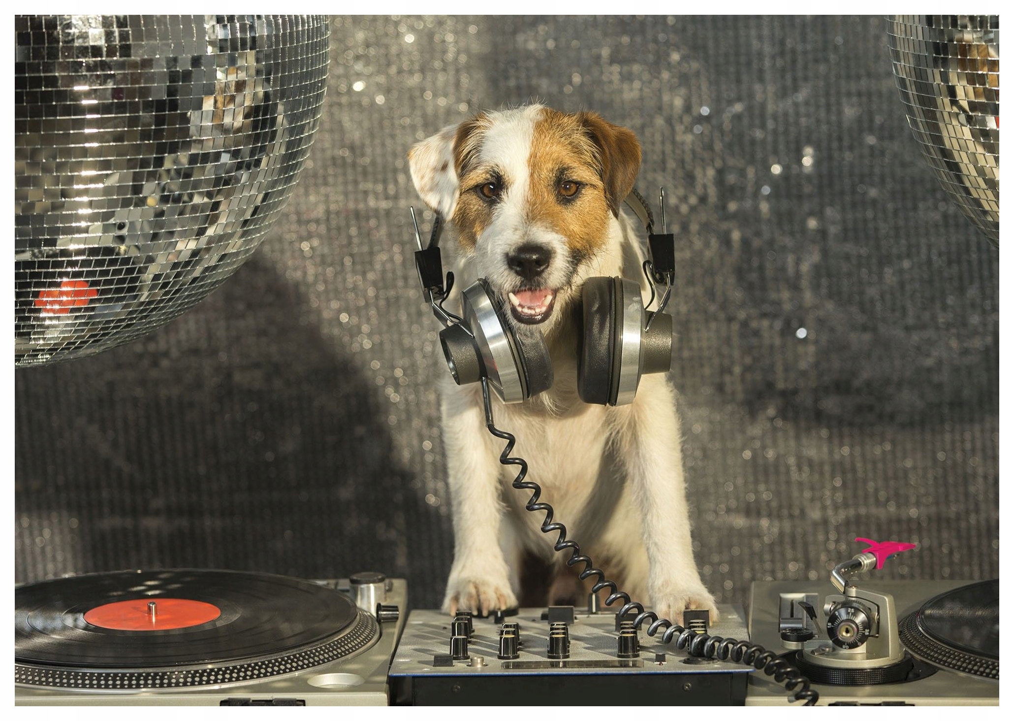 Fototapeta Pes Dj na párty vinyl 254x184 Hudební teriér veselý lepidlo