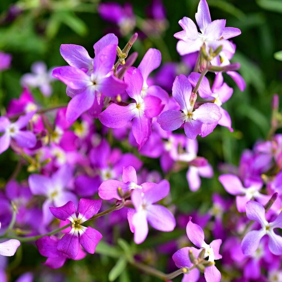 MACIEJKA DWUROGA ROŚLINA OZDOBNA PACHNĄCA NASIONA MACIEJKI JEDNOROCZNA 3G
