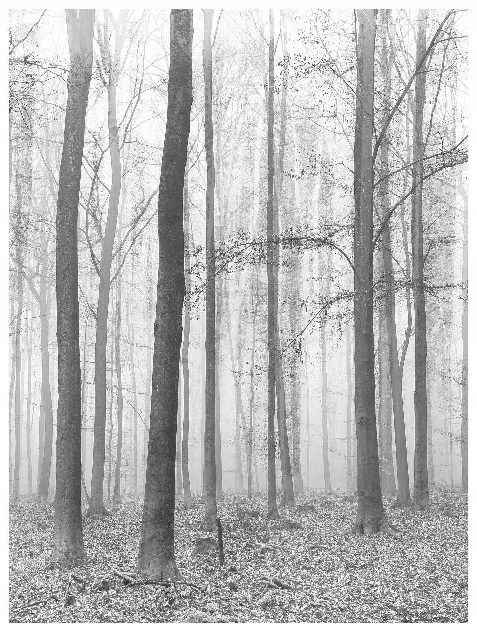 Fototapeta Mlžný les Stromy Listy vinylová 184x254 lepidlo