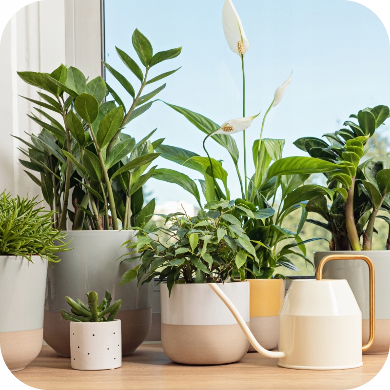 NAWÓZ W PŁYNIE 1l DO ROŚLIN ZIELONYCH FLOROVIT 1kg KONCENTRAT Waga produktu z opakowaniem jednostkowym 1.5 kg