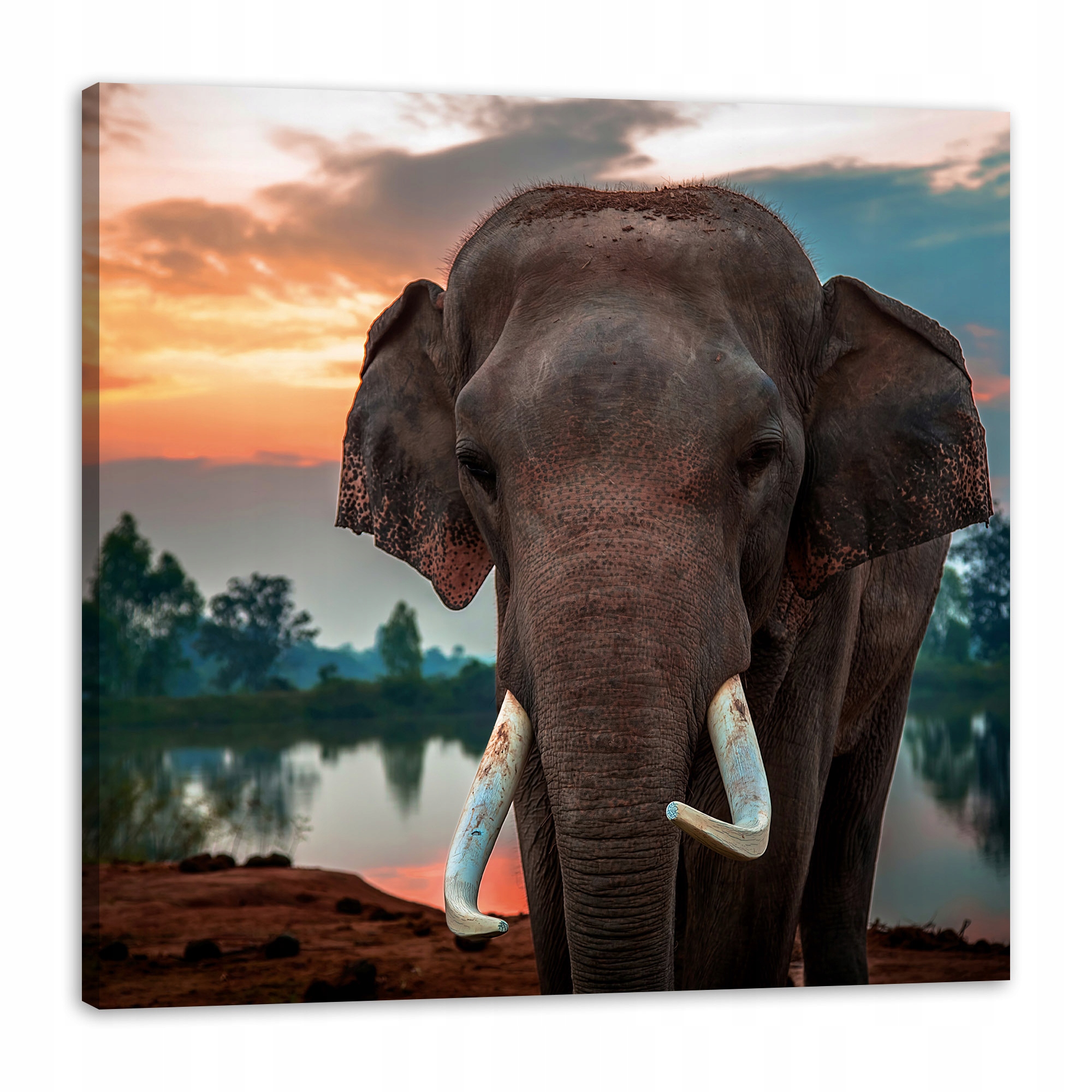 Obraz na plátně Krásná obloha Slon Příroda 80x80 cm