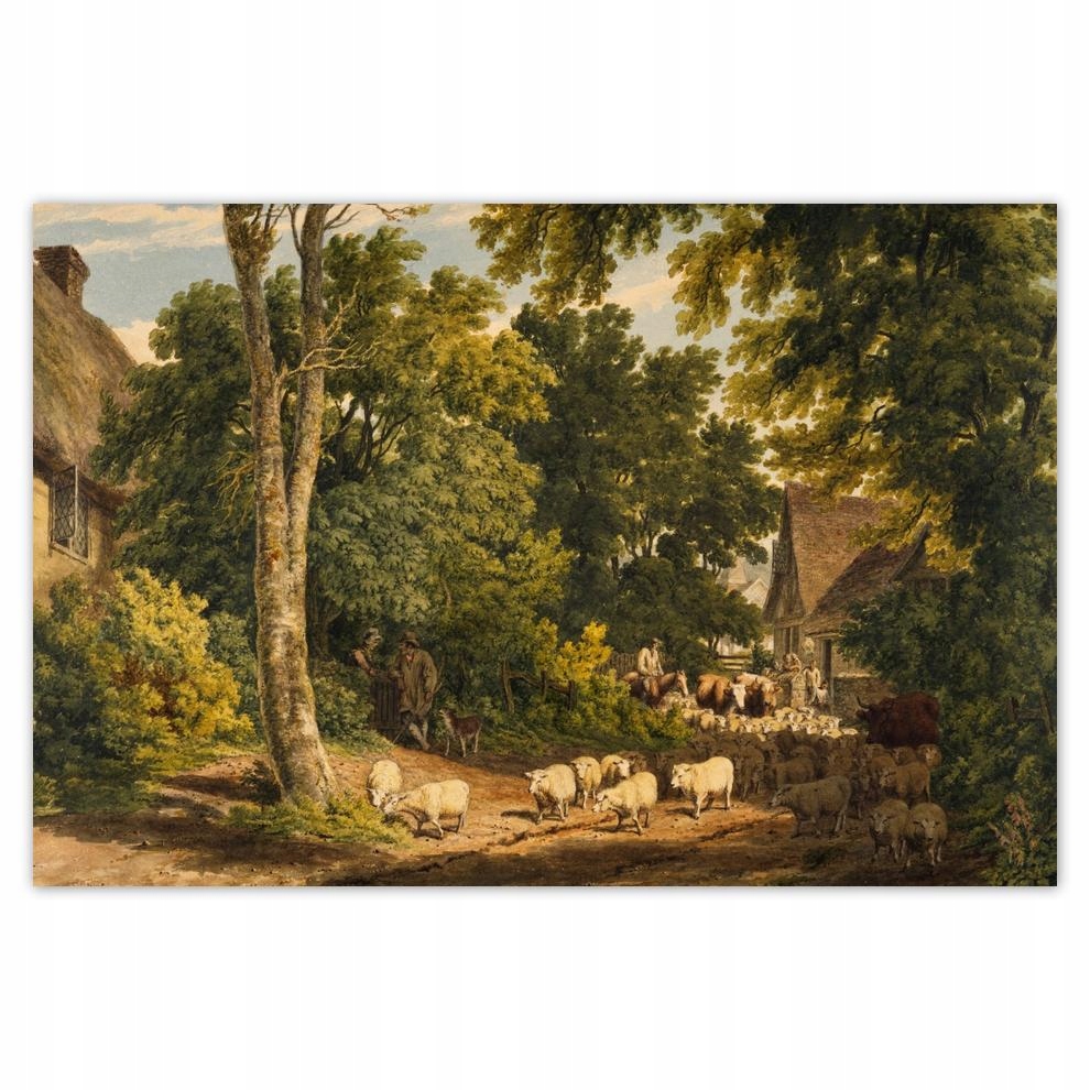 

Plakat 60x40 Owce owieczki